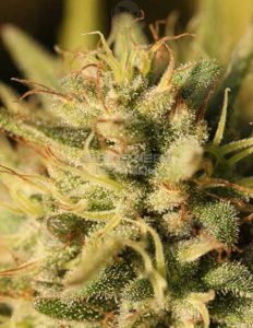 Royal Highness (feminized) - Humboldt Seed Company