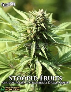 Stoopid fruits (regular) - humboldt seed company