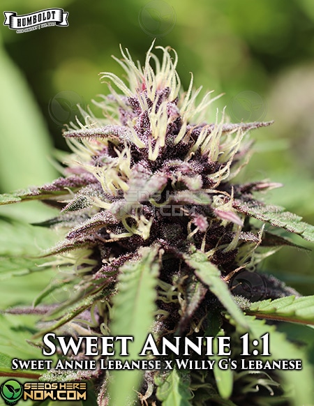 Humboldt-Seed-Company-Sweet-Annie