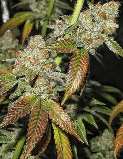 Karma Genetics - Skull CapKarma-genetics-skull-cap