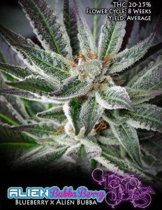 la-plata-labs-alien-bubba-berry