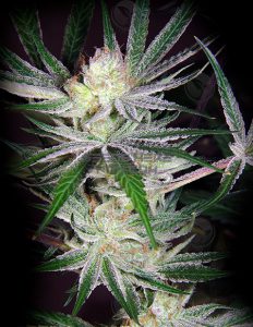 La-plata-labs-flubber