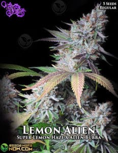 Lemon Alien (regular) - La Plata Labs