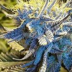 LemonTine (Regular) - MaddFarmer Genetics