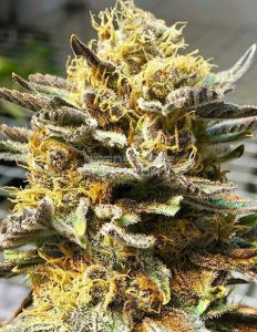 maddfarmer(space)genetics(space)purple(space)rarity
