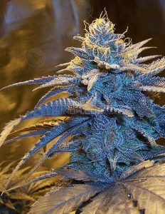 Maddfarmer(space)genetics(space)red(space)vine(space)jackie