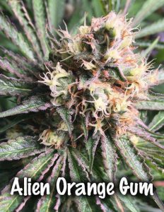 obsoul33t-genetics-alien-orange-gum-player-pack_5ae8b649-a48c-4c0e-80ac-e80e4715abfa.jpg
