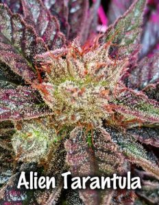 Obsoul33t-genetics-alien-tarantula-player-pack_87d82dfb-e5f5-447c-bde6-4159875d87c2. Jpg