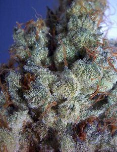 genetics-forum-cookies