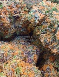 genetics-fpog-x-aliendog