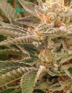 Obsoul33t-genetics-orange-apricot-x-orange-tahoe