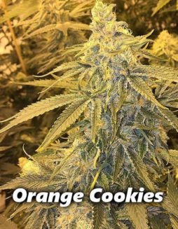 Obsoul33t Genetics - Orange Cookies {REG} [10pk]