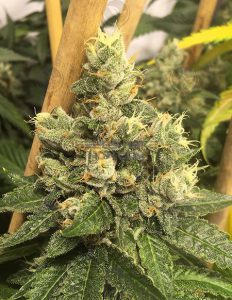 Obsoul33t-genetics-skorange