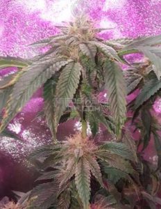 relentless-genetics-91-buckshot_381b1d8f-b4cb-4308-b0bf-9b47ef5cd0e3.jpg