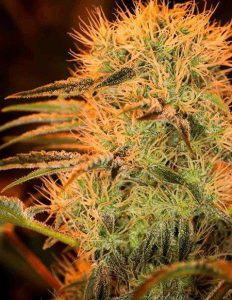 relentless-genetics-albino-albert_80b28aea-d396-4a98-bad9-5a593e82f6f9.jpg