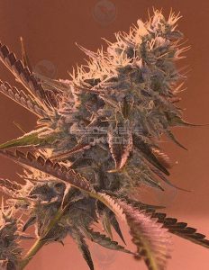 relentless-genetics-bayou-sunset