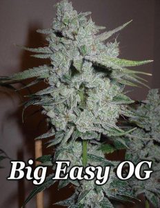 relentless-genetics-big-easy-og-feminized_43e75b0e-9be4-4039-8df7-9b562e7bf748.jpg