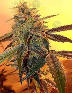 relentless-genetics-cape-town-kush_345c9c2d-55f8-4384-b63e-d58e577a74df.jpg