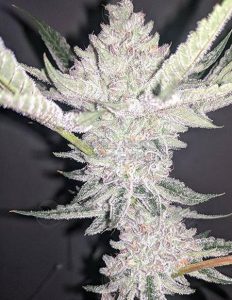 Relentless genetics cherry cookies