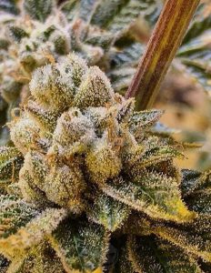 relentless-genetics-cookies-n-gas_e845c4f6-f396-49a6-9243-13cd9292cd11.jpg