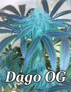 relentless-genetics-dago-og_756af5f3-1d12-4bfe-b1d0-9df21afee225.jpg