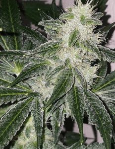 Dawg dank (regular) - relentless genetics