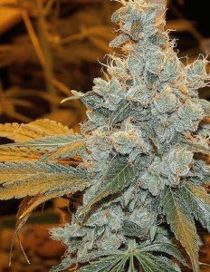 relentless-genetics-diesel-fire-og_0331d2d0-6700-47ce-8767-ee469966c607.jpg
