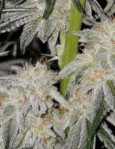 Relentless-genetics-dub-step