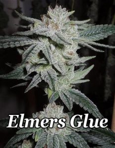 Relentless genetics elmers glue