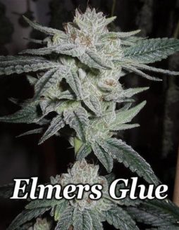 Relentless Genetics - Elmers Glue {FEM} [6pk]