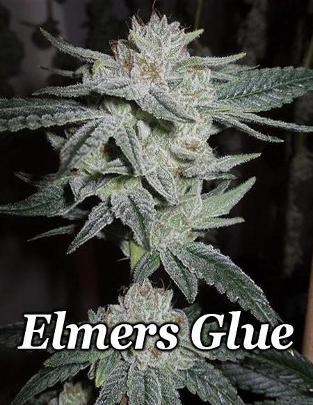 - Relentless Genetics - Elmers Glue {Fem} [6Pk]