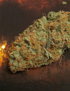 Relentless-genetics-frosted-oranges_77f35846-9618-4d02-9a32-d93bb5338b95. Jpg