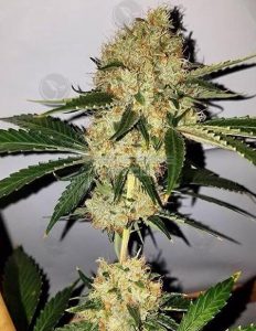 Gunpowder Haze (Regular) (space) Relentless Genetics