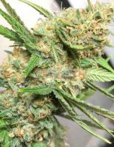 Herbal Delusion (Regular)