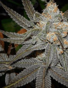 Relentless-genetics-mile-high-legend