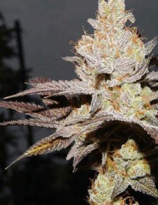 Relentless-genetics-og-cookie-haze_1323274f-f0fb-49e2-94eb-dc22237cf50a. Jpg