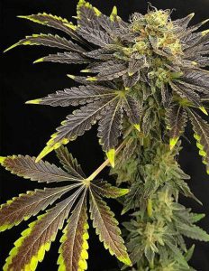 relentless-genetics-orange-cookies_1aaee81d-b7ee-46cc-8740-4901f54b7338.jpg