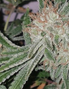 Relentless-genetics-orange-glue_37a94f9f-44c2-4db5-9303-52c9780a2674. Jpg