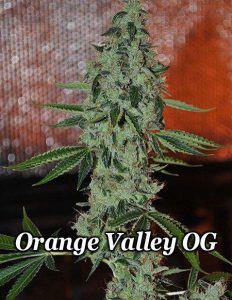 relentless(space)genetics(space)orange(space)valley(space)og(blank)bed603be(space)b720(space)44f3(space)b4a2(space)2711fc0759b7.jpg