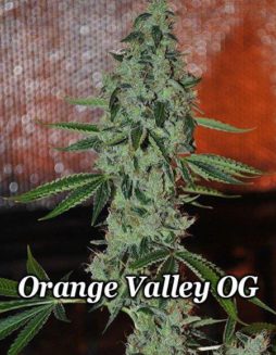 Relentless Genetics - Orange Valley OG {REG} [10pk]