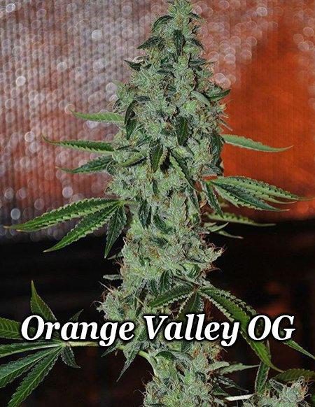 - Relentless Genetics - Orange Valley Og {Reg} [10Pk]