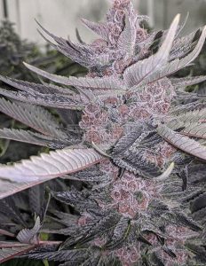 Relentless Genetics Purple Bomb