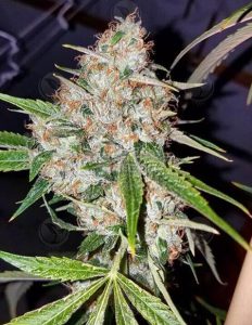 Relentless-genetics-sour-fuel_7323bae3-61a9-4cd8-8aa1-c3557e85fd86. Jpg