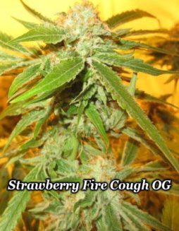 Relentless Genetics - Strawberry Fire Cough OG {REG} [10pk]