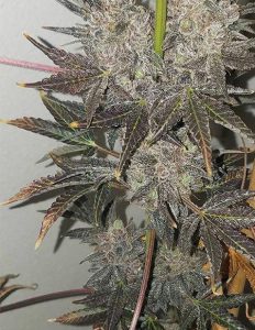Relentless-genetics-super-glue-haze_941e446f-eee2-43d6-85ae-60f275225389. Jpg