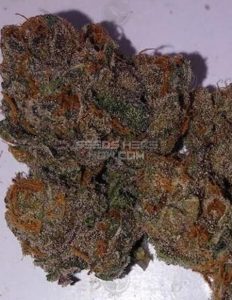Relentless-genetics-tropical-sorbet