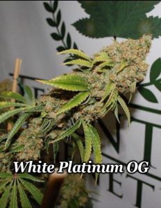 Relentless-genetics-white-platinum-og-feminized_e8cee2de-70f7-49eb-a7b6-d04a27d04388. Jpg