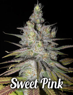 Second Generation Genetics - Sweet Pink {REG} [13pk] +Breeder GiftBuy-marijuana-seeds