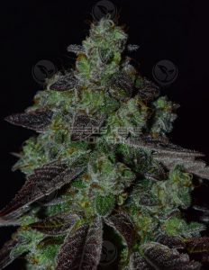 Einstein's Pipe (Regular) - Second Generation Genetics