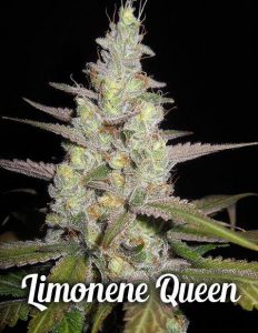 Genetics Limonene